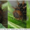 arg adippe larva6 volg3